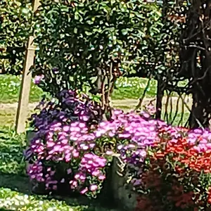 Azienda Il Tizzano Appartamento